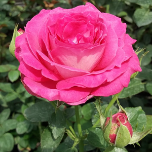 Тъмно розово - Чайно хибридни рози 